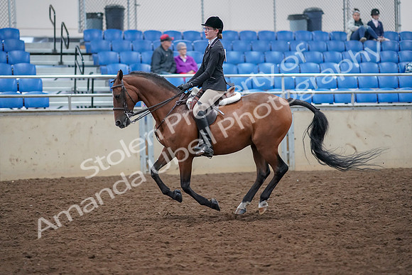 2019 Morgan Horse Show - Aug 30, 2019 - 20611