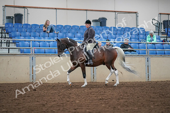 2019 Morgan Horse Show - Aug 30, 2019 - 16023