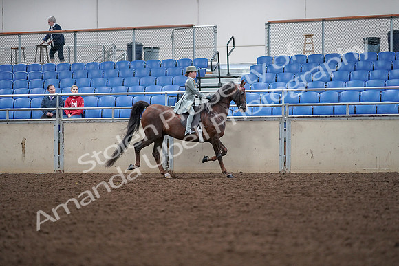 2019 Morgan Horse Show - Aug 30, 2019 - 18117