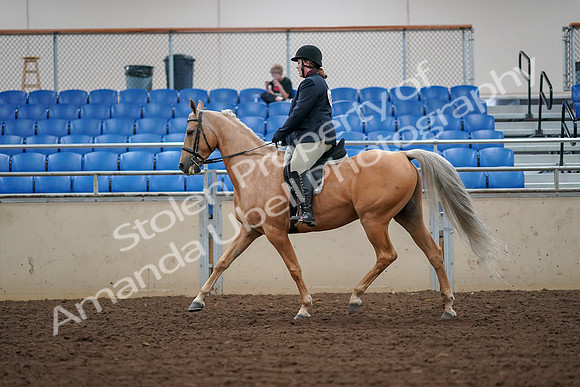 2019 Morgan Horse Show - Aug 30, 2019 - 16247