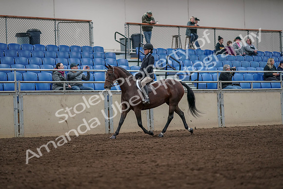 2019 Morgan Horse Show - Aug 31, 2019 - 05563