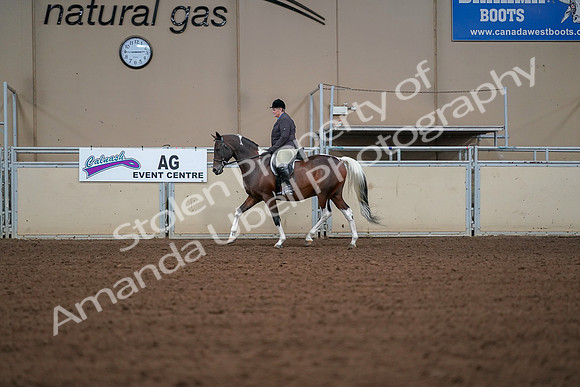 2019 Morgan Horse Show - Aug 30, 2019 - 16160