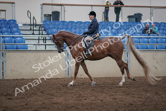 2019 Morgan Horse Show - Sept 01, 2019 - 08744