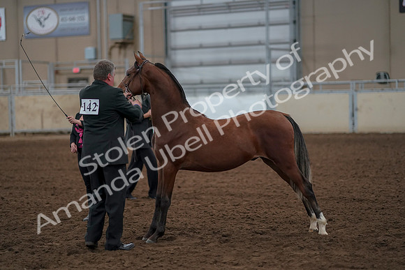 2019 Morgan Horse Show - Aug 30, 2019 - 25565