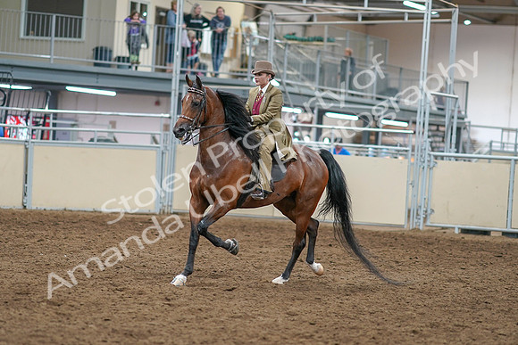 2020 - AB Morgan Horse - Sat, Sept 05 - 05278