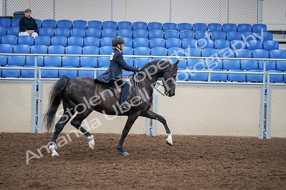 2020 - AB Morgan Horse - Fri, Sept 04 - 03172