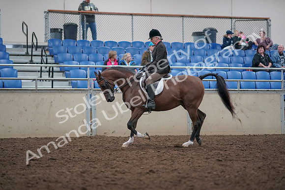 2019 Morgan Horse Show - Aug 31, 2019 - 15888