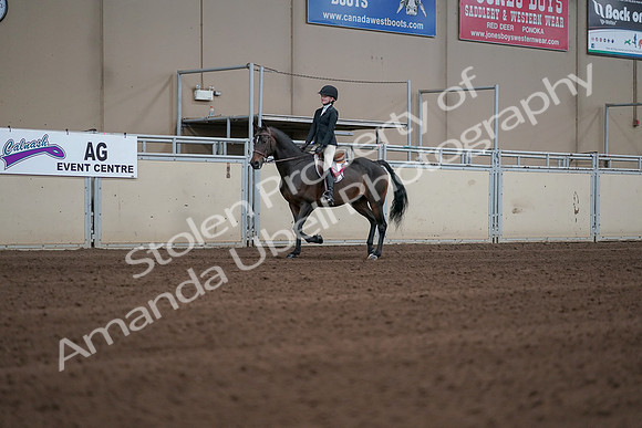 2019 Morgan Horse Show - Sept 01, 2019 - 03954