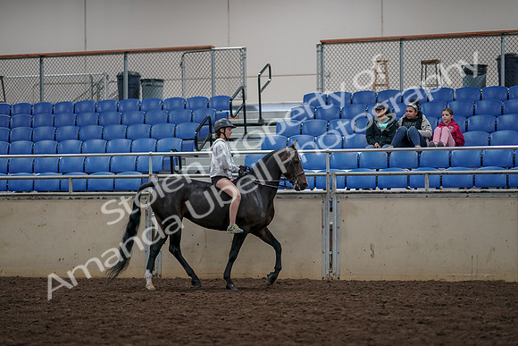 2019 Morgan Horse Show - Aug 30, 2019 - 31384
