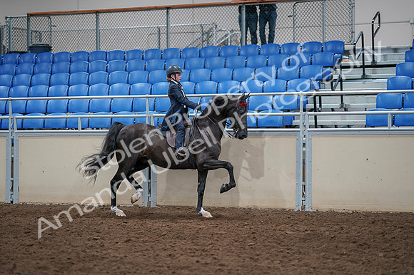 2020 - AB Morgan Horse - Fri, Sept 04 - 03139