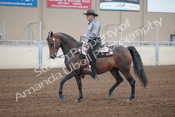 2019 Morgan Horse Show - Sept 01, 2019 - 07226