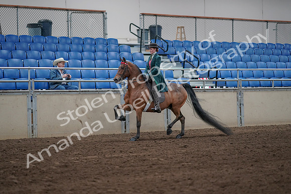 2019 Morgan Horse Show - Sept 01, 2019 - 13161
