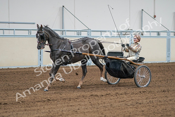 2020 - AB Morgan Horse - Sat, Sept 05 - 05998
