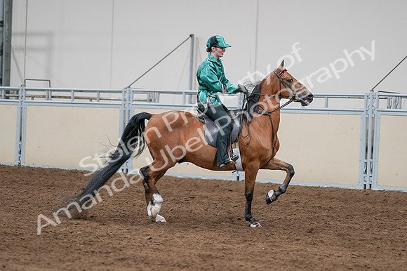 2020 - AB Morgan Horse - Fri, Sept 04 - 08687