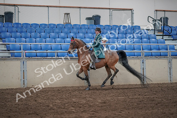 2019 Morgan Horse Show - Sept 01, 2019 - 13270