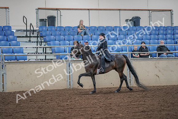 2019 Morgan Horse Show - Aug 30, 2019 - 15619