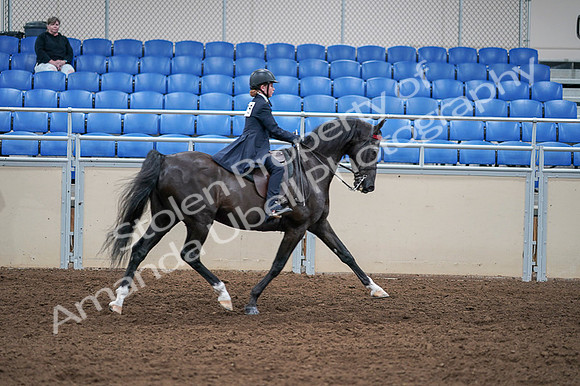 2020 - AB Morgan Horse - Fri, Sept 04 - 03173