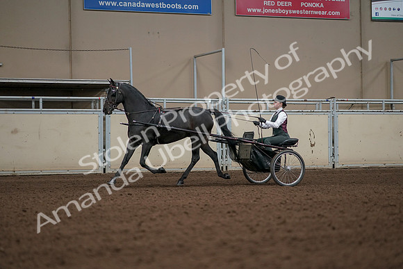 2019 Morgan Horse Show - Aug 31, 2019 - 04653