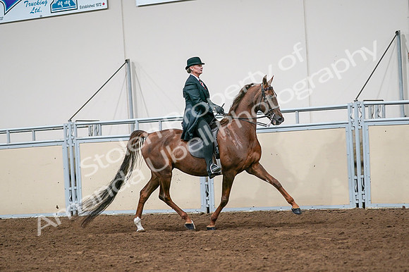 2020 - AB Morgan Horse - Fri, Sept 04 - 08102