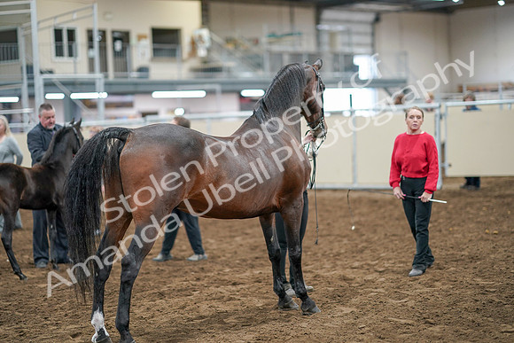 2020 - AB Morgan Horse - Sat, Sept 05 - 00740
