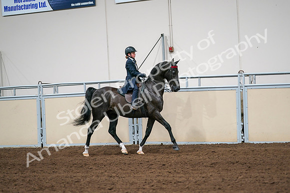 2020 - AB Morgan Horse - Fri, Sept 04 - 03074