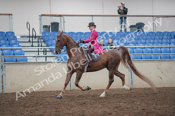 2019 Morgan Horse Show - Aug 31, 2019 - 08755