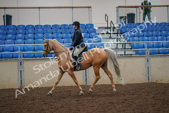 2019 Morgan Horse Show - Aug 30, 2019 - 22185
