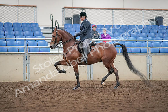 2019 Morgan Horse Show - Aug 30, 2019 - 20204