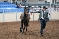 2020 - AB Morgan Horse - Sat, Sept 05 - 00724