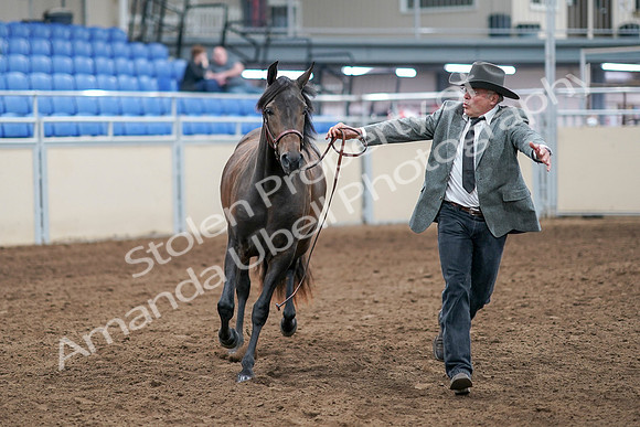 2020 - AB Morgan Horse - Sat, Sept 05 - 00724