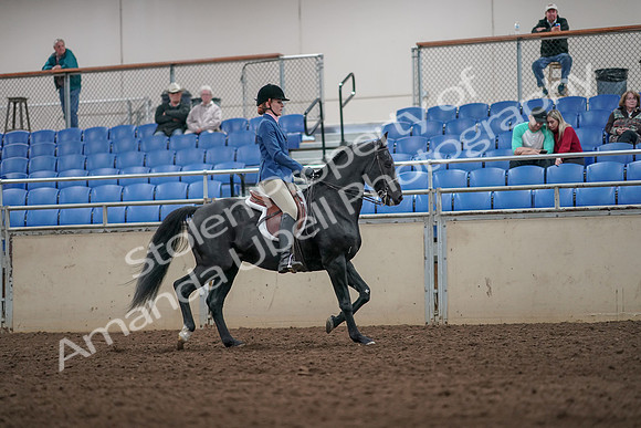 2019 Morgan Horse Show - Aug 31, 2019 - 07471
