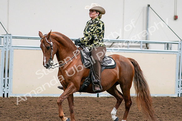 2020 - AB Morgan Horse - Sat, Sept 05 - 08992
