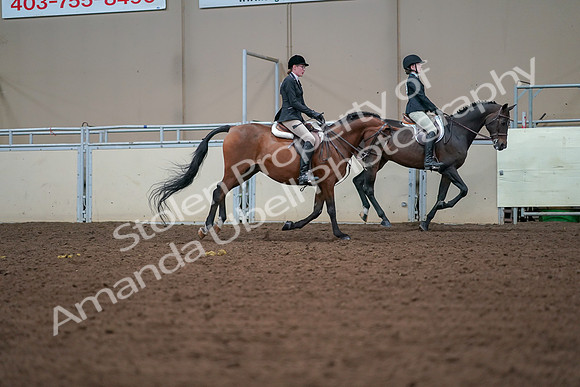2019 Morgan Horse Show - Aug 30, 2019 - 21002