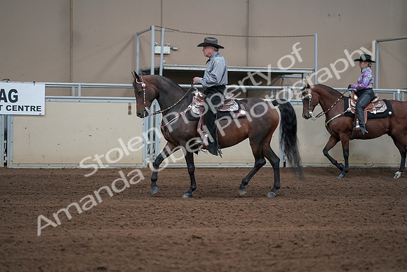 2019 Morgan Horse Show - Sept 01, 2019 - 06853