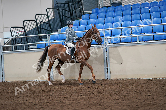 2020 - AB Morgan Horse - Fri, Sept 04 - 03103