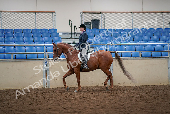 2019 Morgan Horse Show - Aug 30, 2019 - 22308