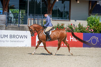 302 - Arabian Hunter Pl Geldings