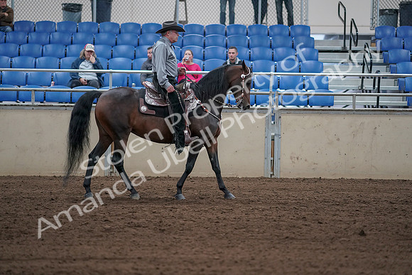 2019 Morgan Horse Show - Sept 01, 2019 - 07088