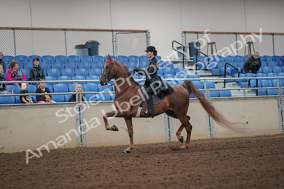 2019 Morgan Horse Show - Aug 30, 2019 - 24962