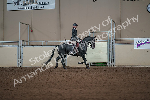 2019 Morgan Horse Show - Aug 31, 2019 - 05179