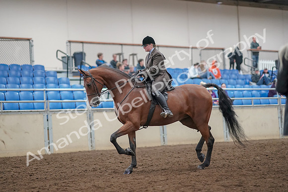 2019 Morgan Horse Show - Aug 30, 2019 - 29202