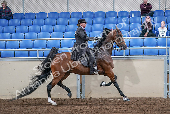 2020 - AB Morgan Horse - Sat, Sept 05 - 13243