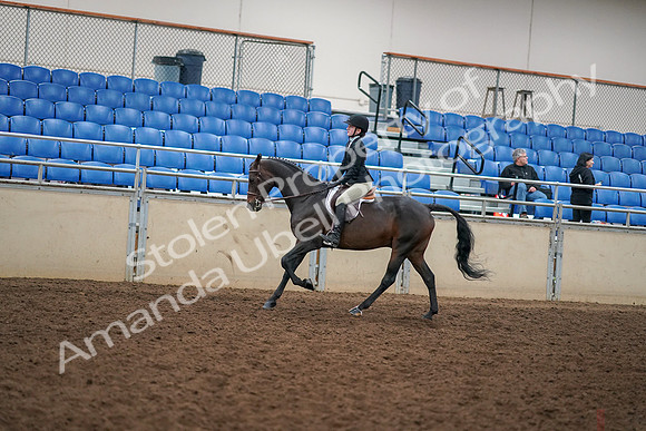 2019 Morgan Horse Show - Aug 30, 2019 - 12302