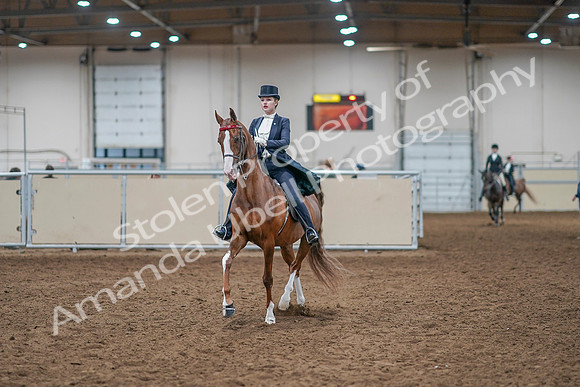 2020 - AB Morgan Horse - Sat, Sept 05 - 11363