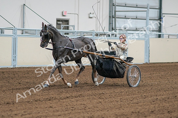 2020 - AB Morgan Horse - Sat, Sept 05 - 05980