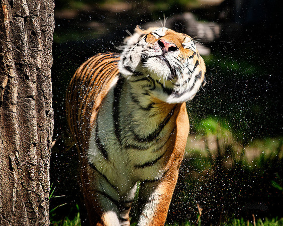 Big Cats - 004
