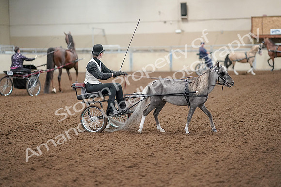 2019 Morgan Horse Show - Aug 30, 2019 - 13340