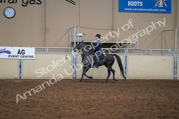 2019 Morgan Horse Show - Aug 30, 2019 - 12232