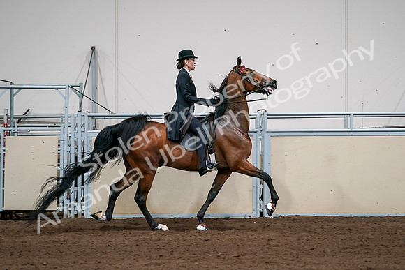 2020 - AB Morgan Horse - Sat, Sept 05 - 06853