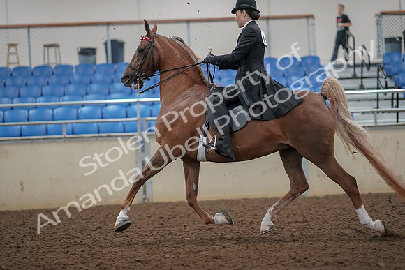 2019 Morgan Horse Show - Aug 30, 2019 - 25096
